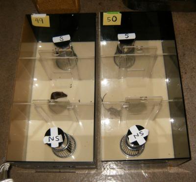 Social Interaction Mouse Box