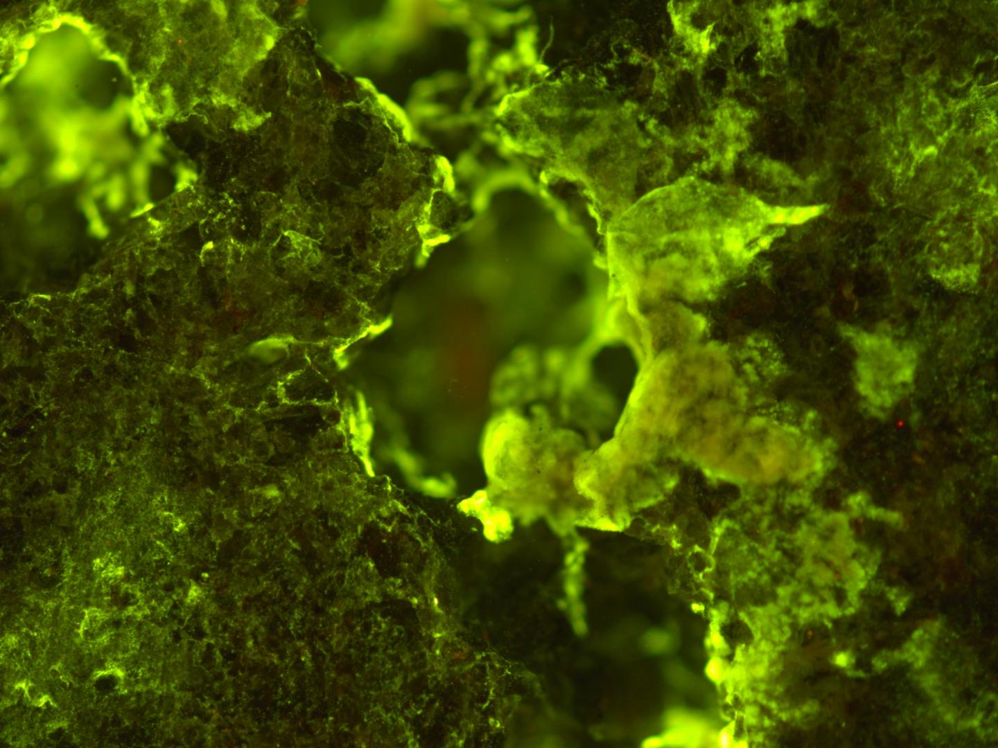 Sphingomonas Desiccabilis
