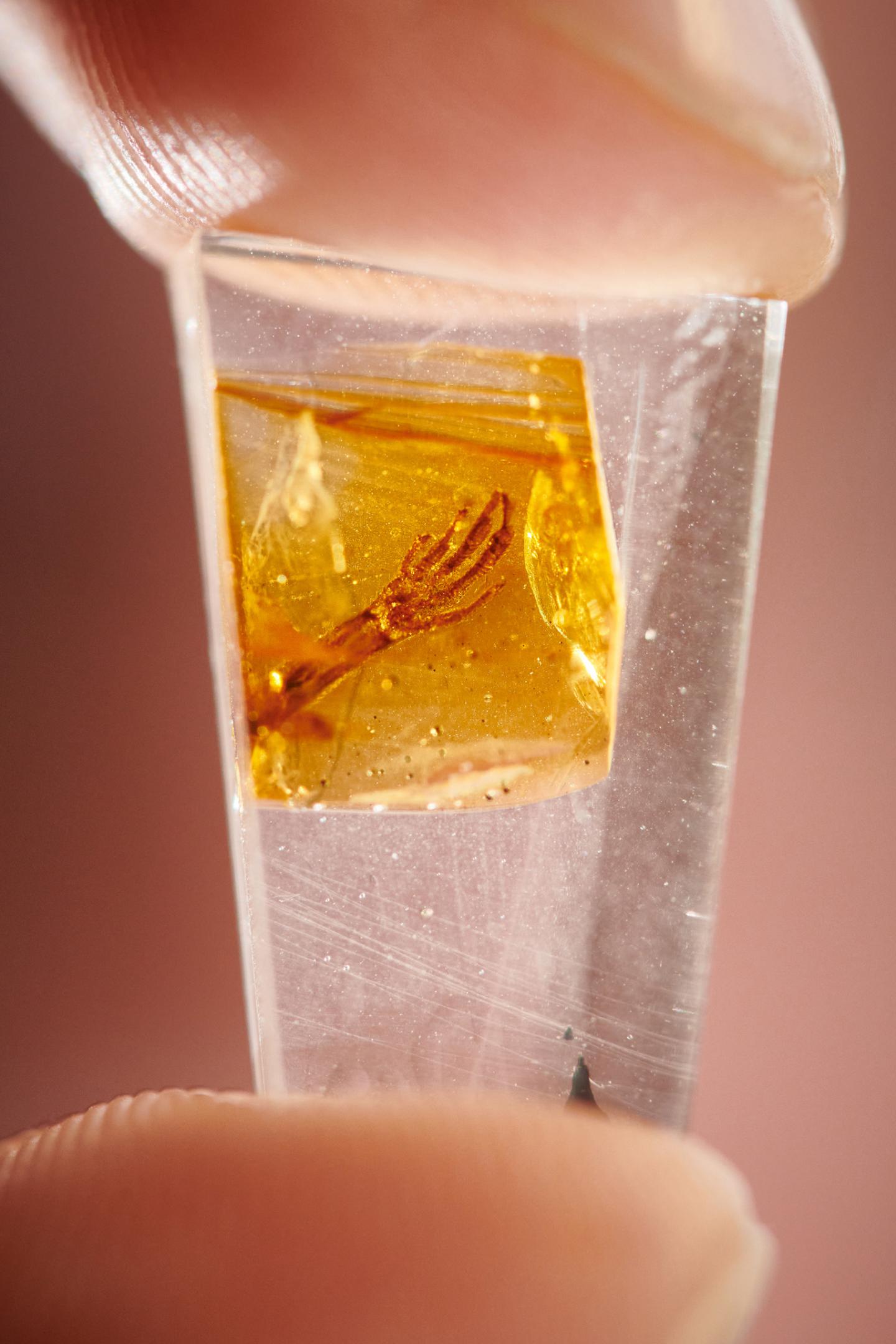 The Tiny Chunk of Amber