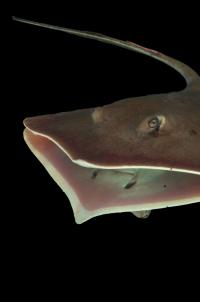 Atlantic Stingray, <i>Hypanus sabinus</i>, an Elasmobranch Fish