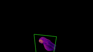 Zebrafish larva