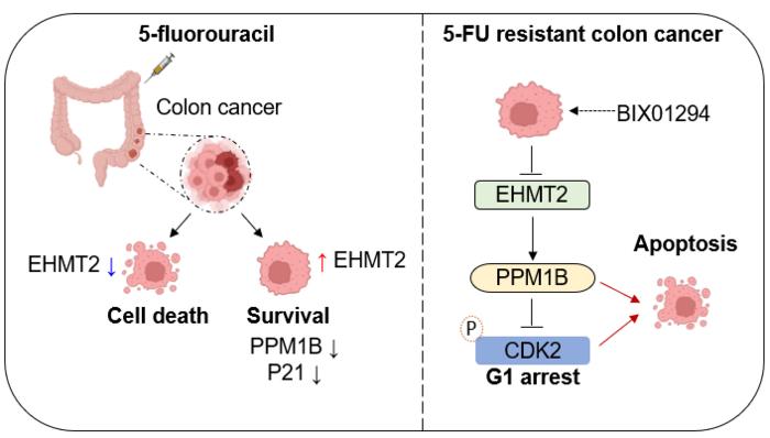 Schematic Illustration of EHMT2-Driven 5-FU Resistance and Its Reversal in Colorectal Cancer
