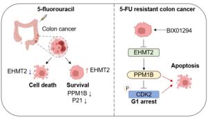 Schematic Illustration of EHMT2-Driven 5-FU Resistance and Its Reversal in Colorectal Cancer