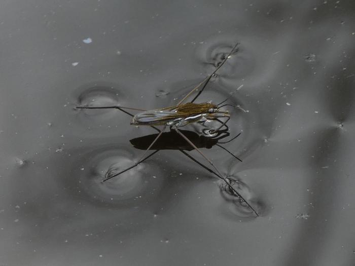 Gerris odontogaster – Gerrinae (Gerridae) water strider