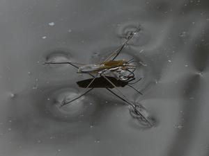 Gerris odontogaster – Gerrinae (Gerridae) water strider