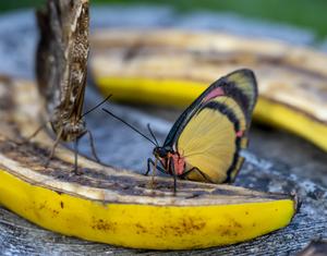 Butterfly feeding