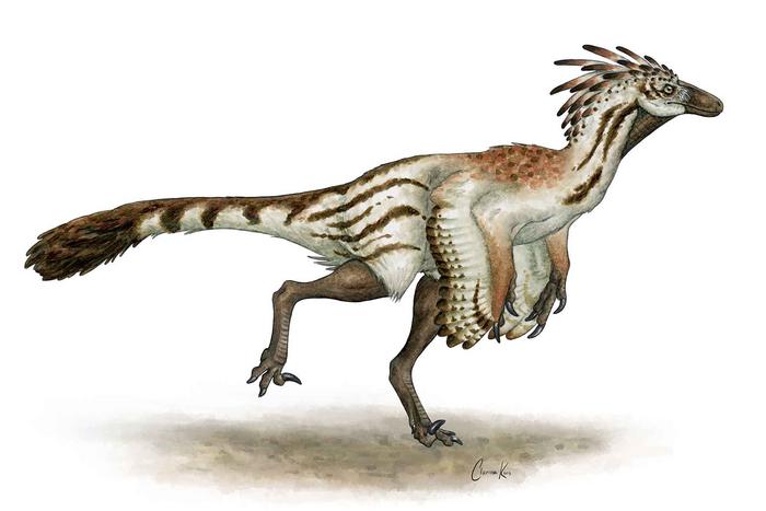 Pelvic and Hindlimb Osteology and Ontogeny of a Troodontid from the Upper Member of the Two Medicine Formation (Cretaceous) of Montana