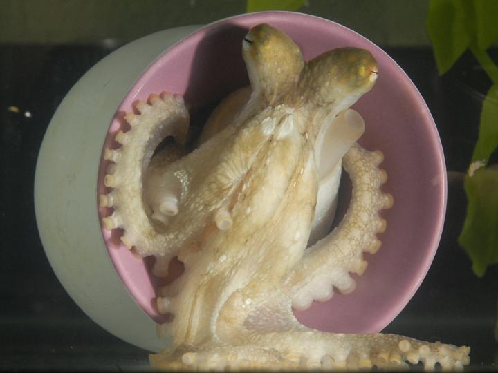 The California Two-Spot Octopus