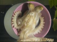 The California Two-Spot Octopus