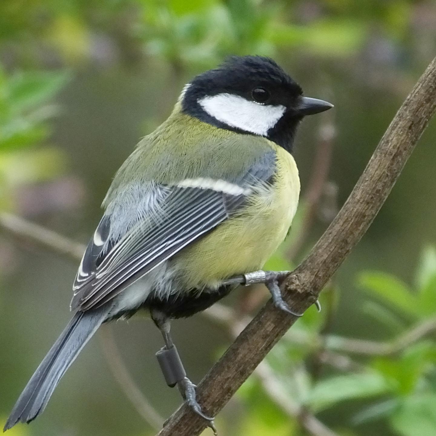 Great Tits Have Cultural Traditions