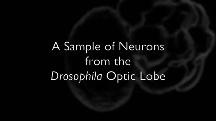 A sample of neurons from the Drosophila optic lobe