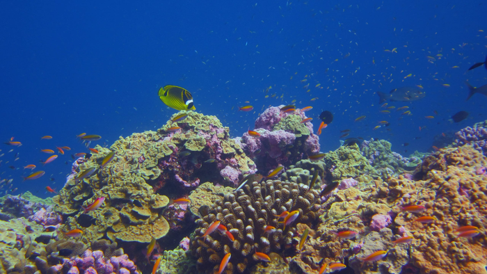 Healthy coral reef