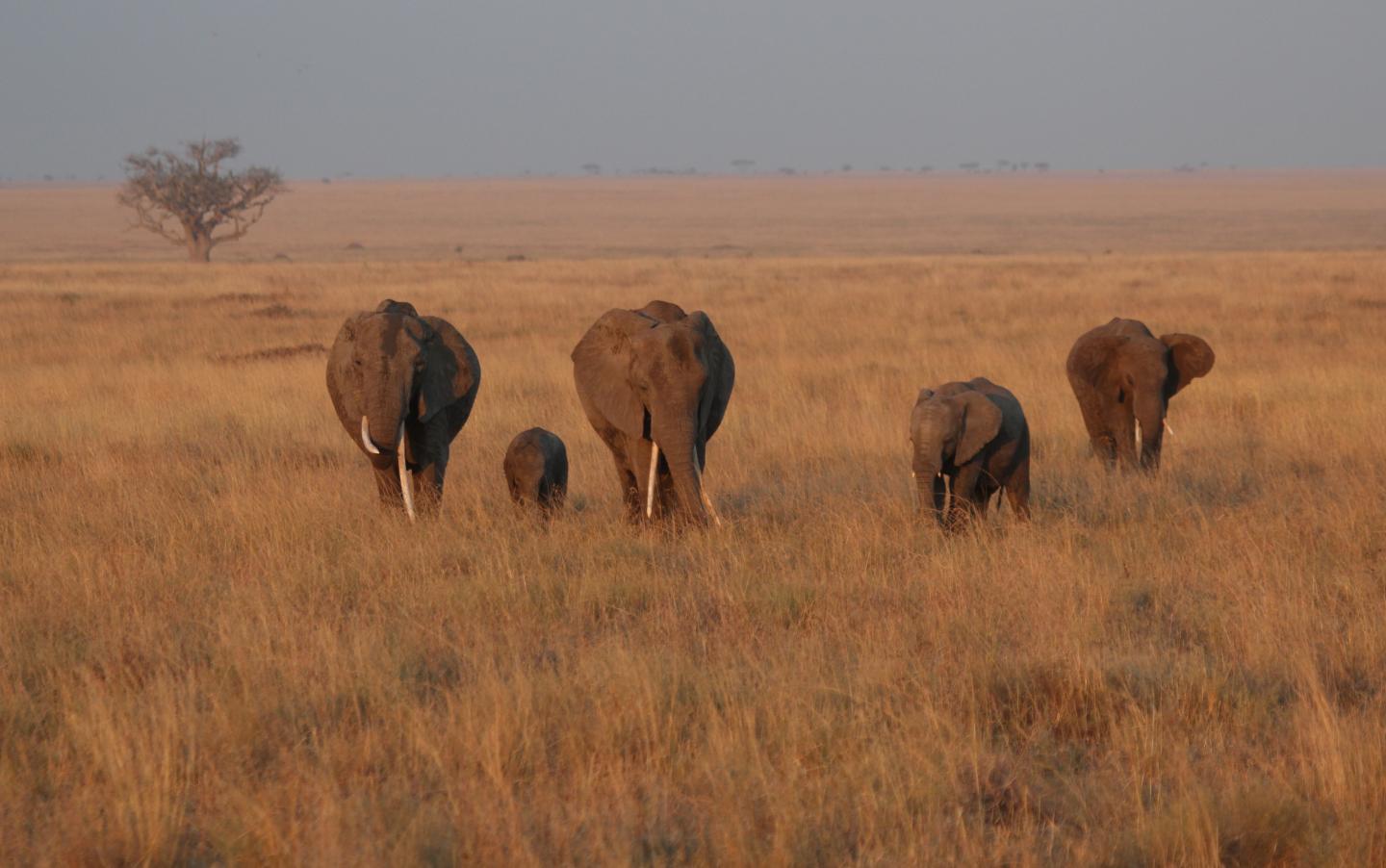 Savanna Elephants
