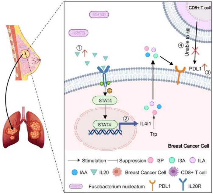 Schematic illustration of the mechanism through which F. nucleatum promotes immunosuppression and metastasis in triple-negative breast cancer (TNBC)