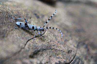 Forest insect