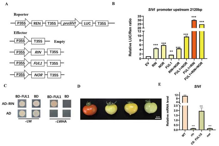 Transcriptional regulation of SlVI by ripening-related transcription factors.