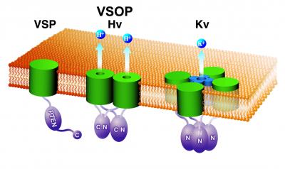 VSOP