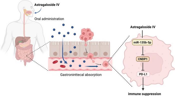 Molecular schematic representation of astragaloside IV attenuating PD-L1-mediated immune suppression through the miR-135b-5p/CNDP1 axis.