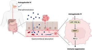 Molecular schematic representation of astragaloside IV attenuating PD-L1-mediated immune suppression through the miR-135b-5p/CNDP1 axis.