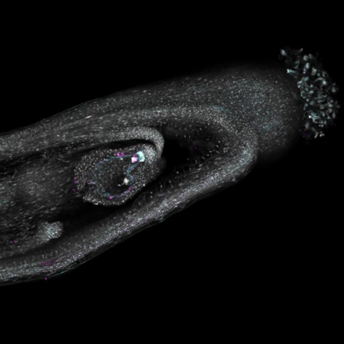 A developing seed