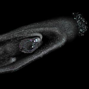 A developing seed