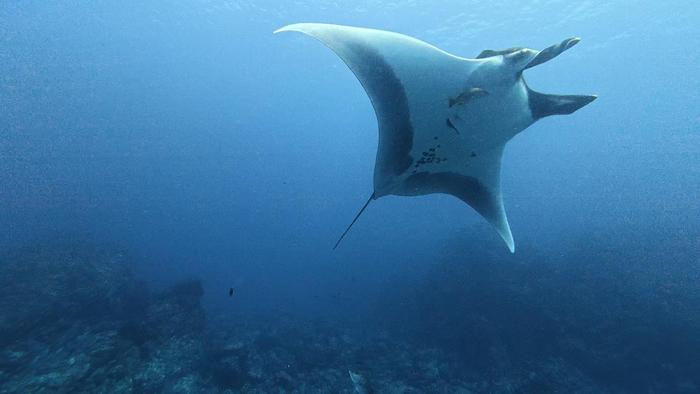Manta ray named Puntito