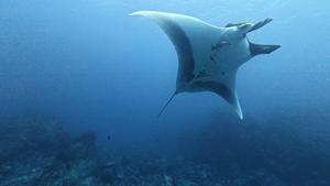 Manta ray named Puntito