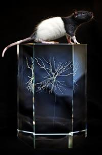 Lighting the Way to Understand the Brain