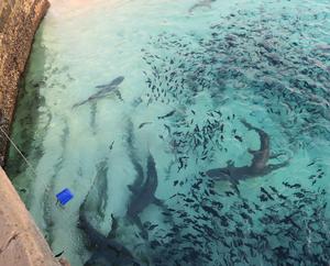 Sharks at the coast of Ascension Island