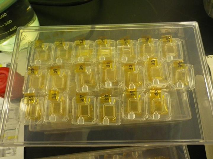 <i>C. Elegans</i> Culture Chambers