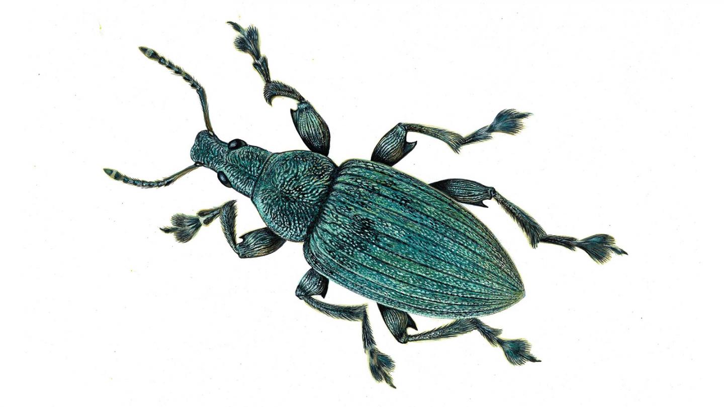 Weevils Illustration