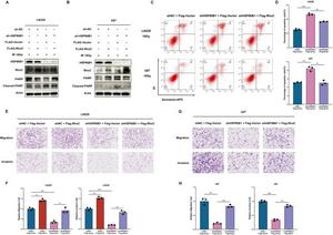 HSP90B1 promoted glioma radioresistance and migratory and invasive capabilities by regulating RhoC expression