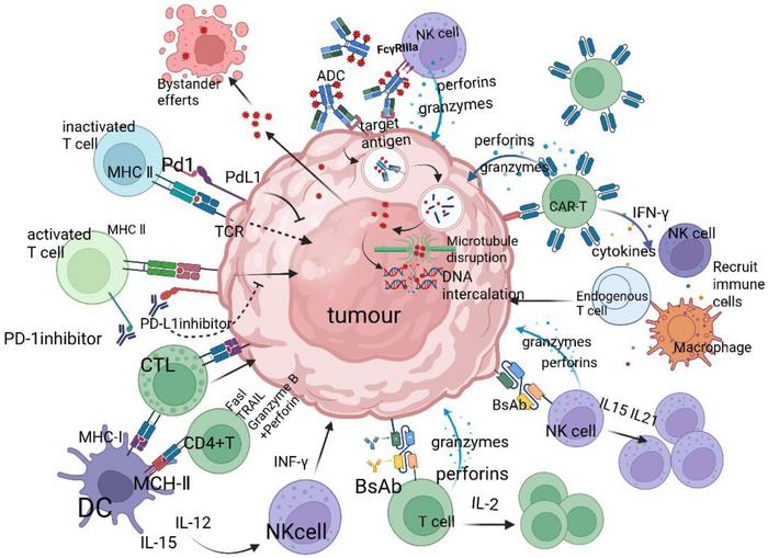Schematic of the distinct mechanisms of five classes of immunotherapeutic drugs: programmed death-1/programmed death-ligand 1 (PD-1/PD-L1) inhibitors specifically bind to PD-1 or PD-L1, blocking their interaction