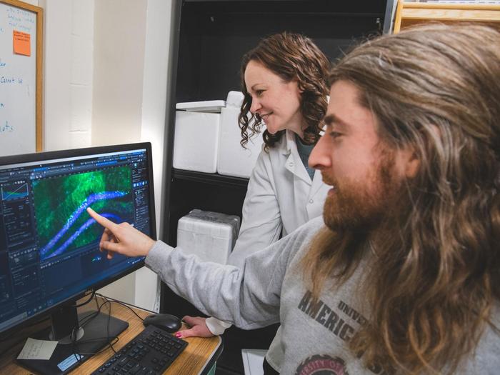 researchers observe imaging of mouse memory