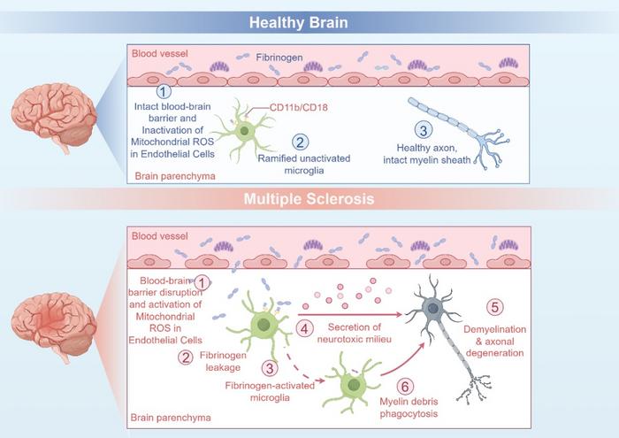 Mitochondrial ROS-mediated blood-brain barrier disruption and neuroinflammation in MS.