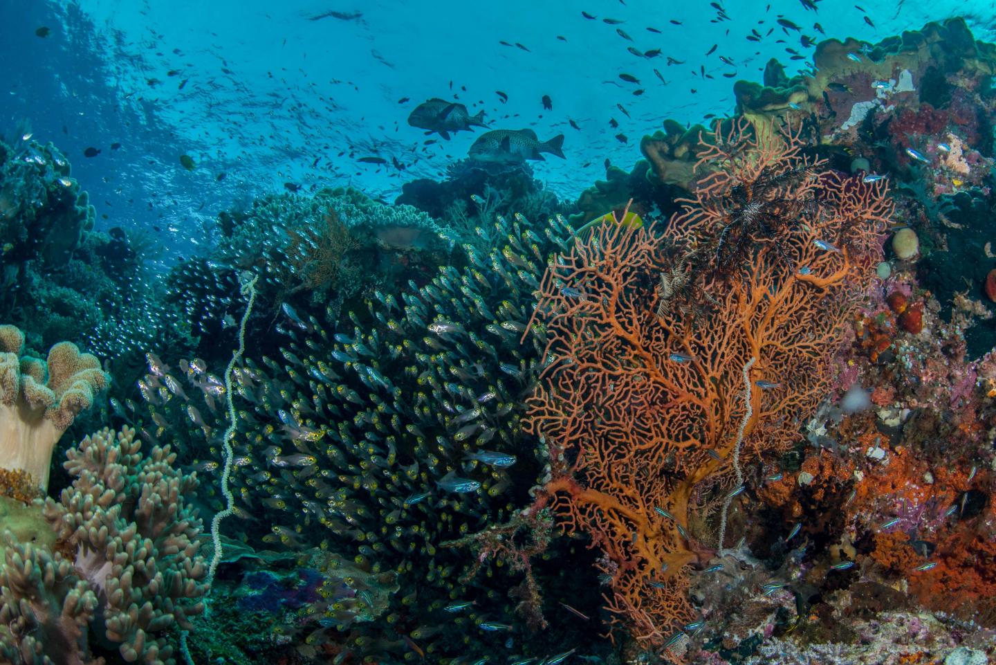 Reef Fishes
