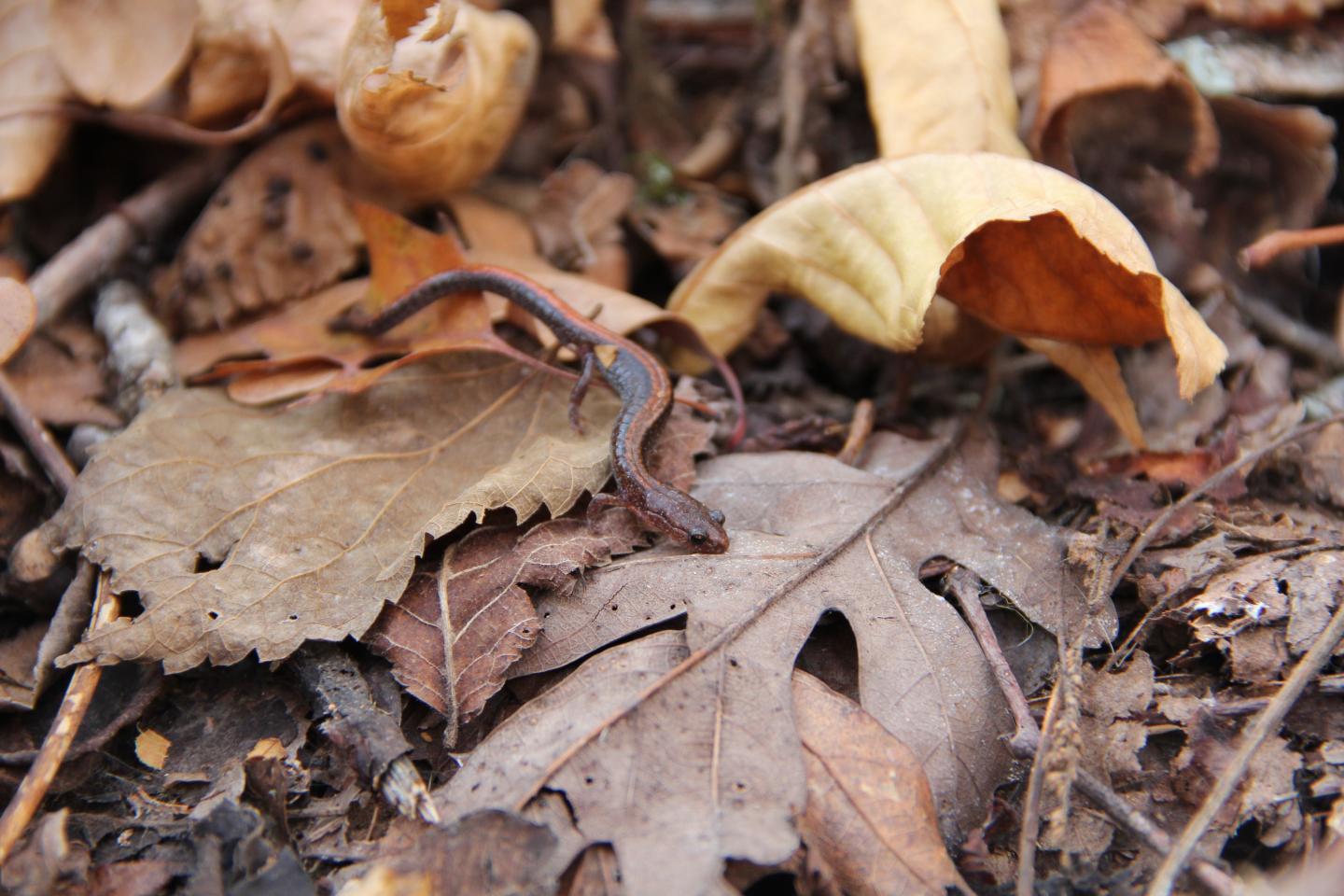 Southern Redback Salamander (<i>Plethodon serratus</i>)