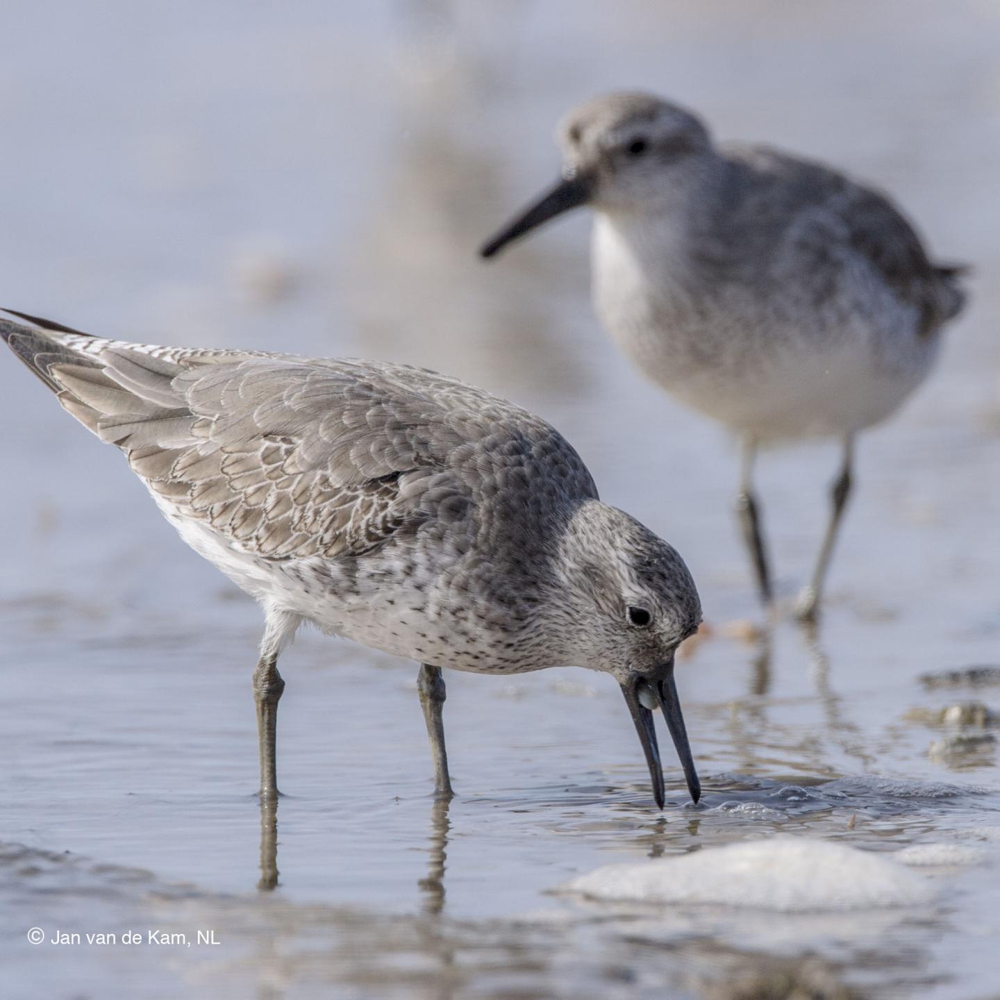 Red Knots