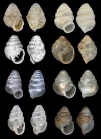 Views of <em>Zospeum</em>