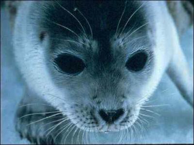 Arctic Seals