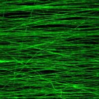 BIOSCAFFOLDS 2