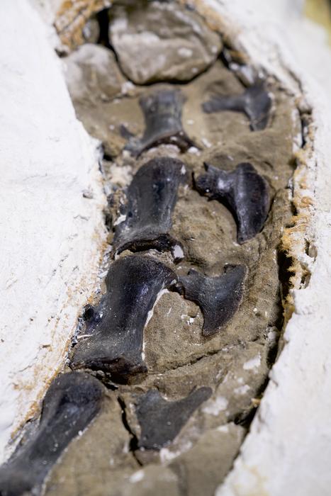 Nanotyrannus lancensis tail vertebrae