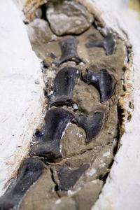 Nanotyrannus lancensis tail vertebrae