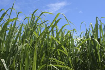 Sugarcane