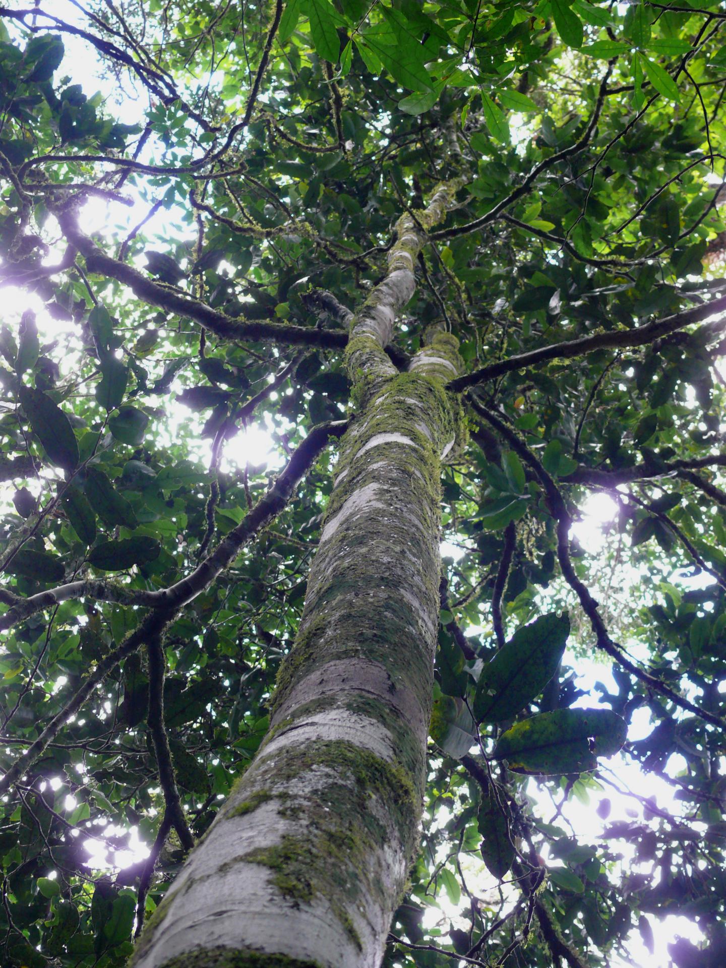 <I>Polyceratocarpus askhambryan-iringae</I>