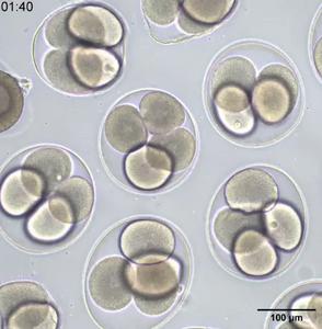 A time lapse microscopy video of Asterias forbesi sea star eggs