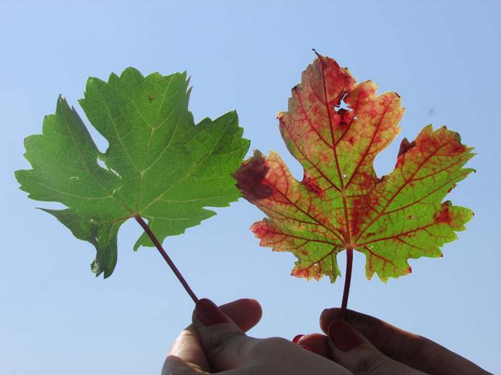 Photos of Grapevine Red Blotch