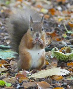 Red Squirrel 03