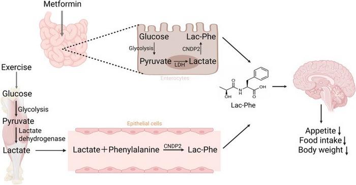 CNDP2 suppresses obesity by catalyzing the synthesis of Lac-Phe.