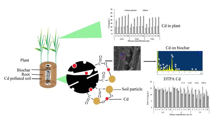 Biochar-induced charosphere microenvironment modulates soil cadmium bioavailability and wheat uptake